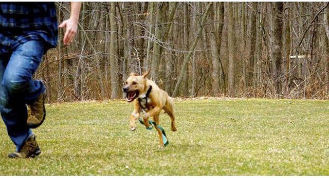 Không phải cho bạn