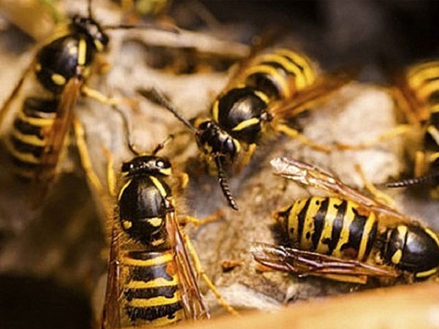 Ong đốt trong giấc mơ