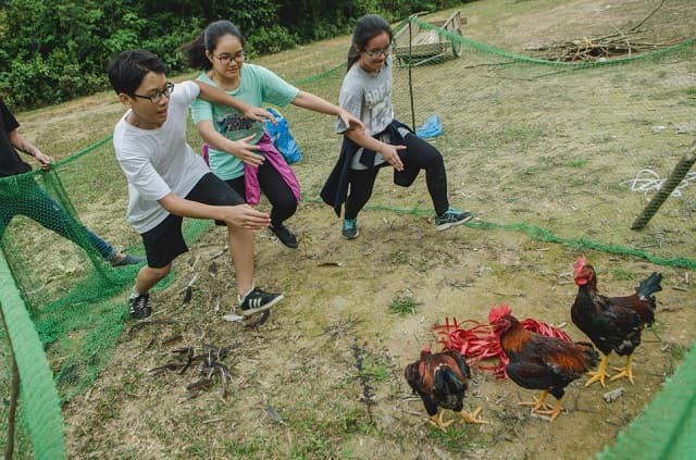 Mơ thấy bắt gà