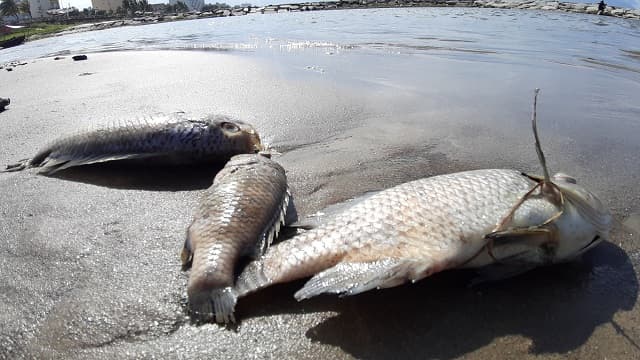 Nằm mơ thấy cá chết đánh con gì