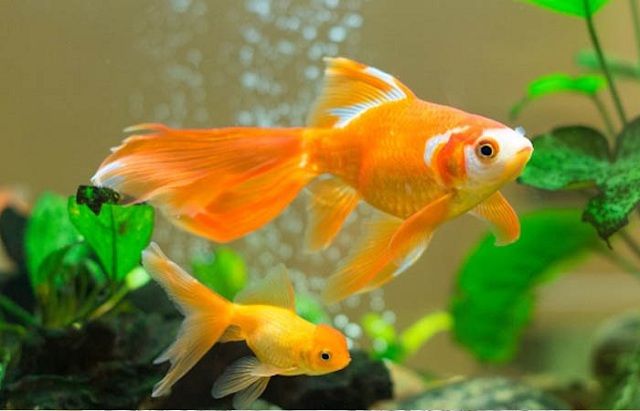 Tên của bài hát là gì?