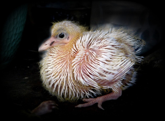 Không thay chim con 