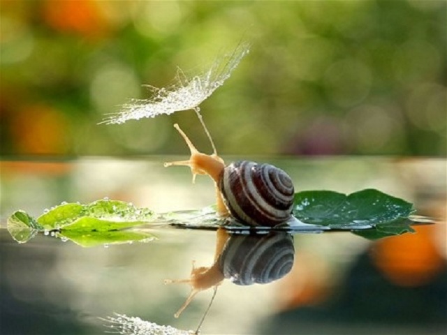 Nằm mơ thấy con ốc là điềm báo gì?