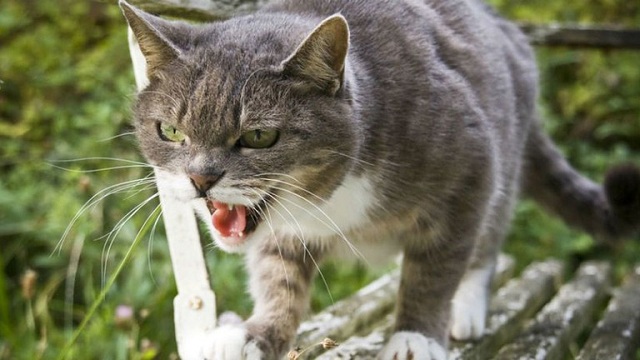 Nằm mơ thấy mèo cắn gì đó