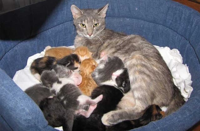 Nằm mơ thấy mèo con đánh con gì