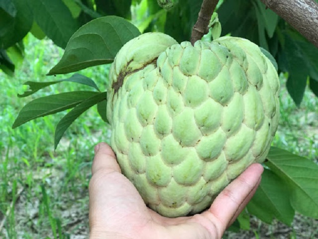 Đừng trở thành người khổng lồ Na