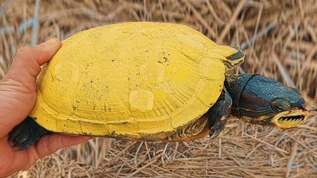 Nằm mơ thấy rùa vàng đánh con gì