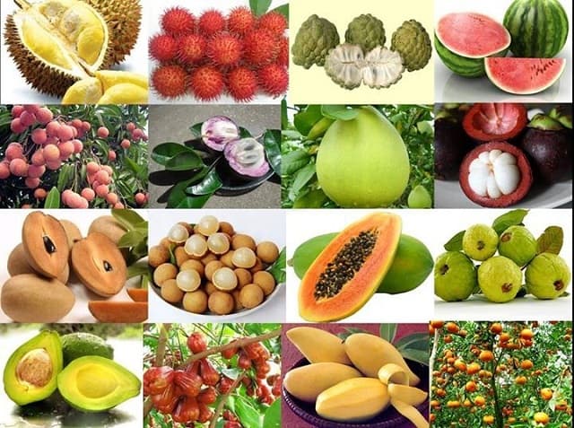 mo thay trai cay la diem bao gi