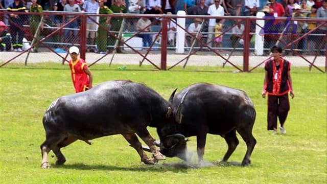 Nằm mơ thấy hai con bò rừng đâm vào nhau
