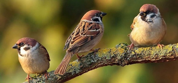 Nằm mơ thấy chim sẻ đánh số đề con gì