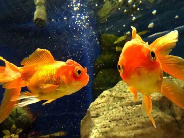 Số của bạn là gì? Thời gian thay đổi đang thay đổi