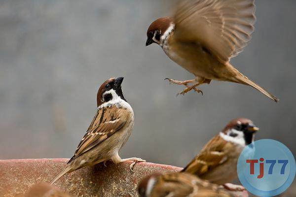 Nằm mơ thấy chim sẻ