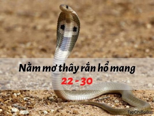 Nằm mơ thấy rắn hổ mang