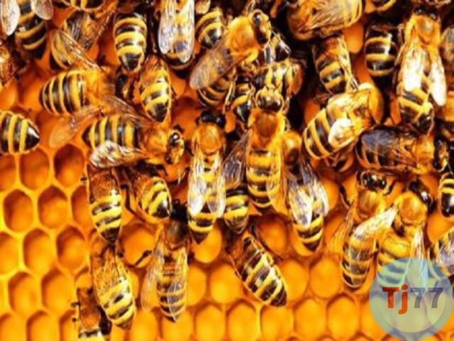 Giấc ngủ Mơ thấy ong