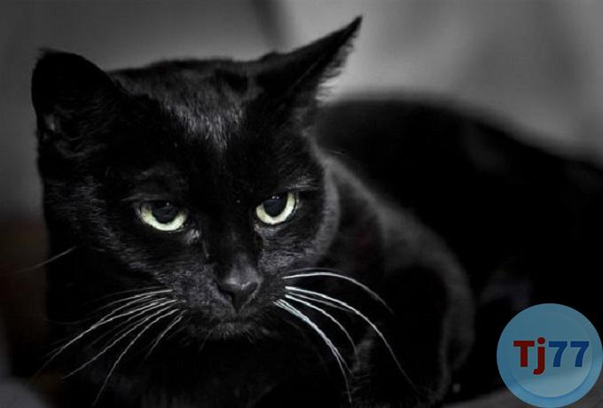 Nằm mơ thấy mèo đen