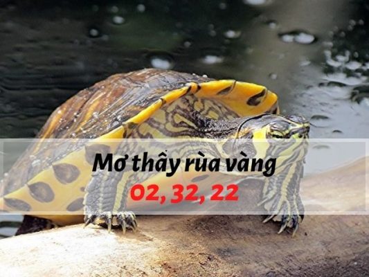 Nằm mơ thấy rùa vàng