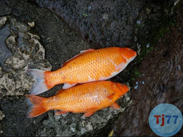 mơ thấy cá chết