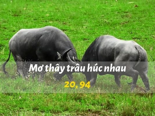 Nằm mơ thấy trâu húc nhau đánh gì
