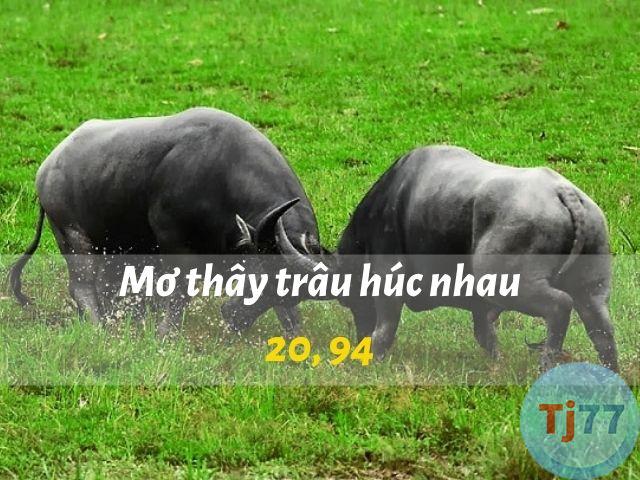 Nằm mơ thấy trâu húc nhau đánh gì