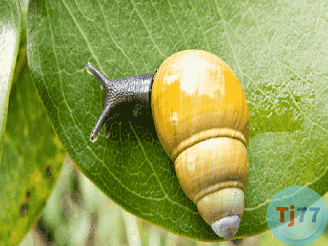 giấc mơ thấy con ốc