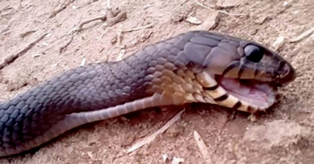 Mơ thấy rắn chết