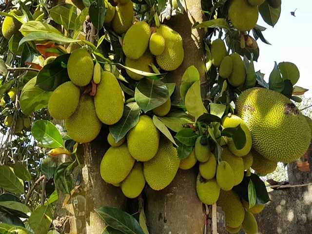 Giải mộng thấy quả mít xuất hiện