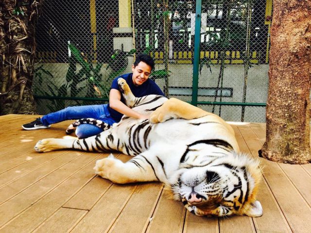 Giấc mơ nuôi hổ trong nhà