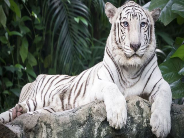 Giấc mơ hổ trắng