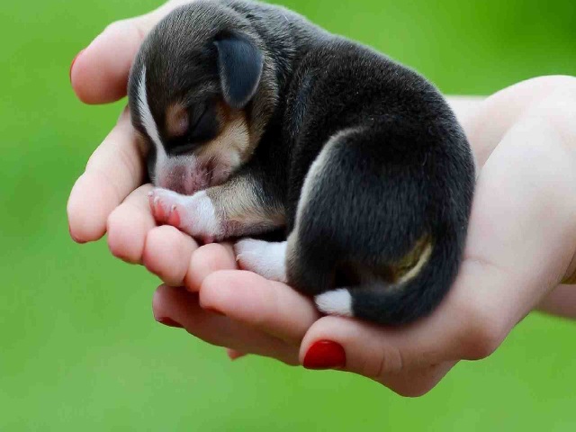 Con chó con màu đen