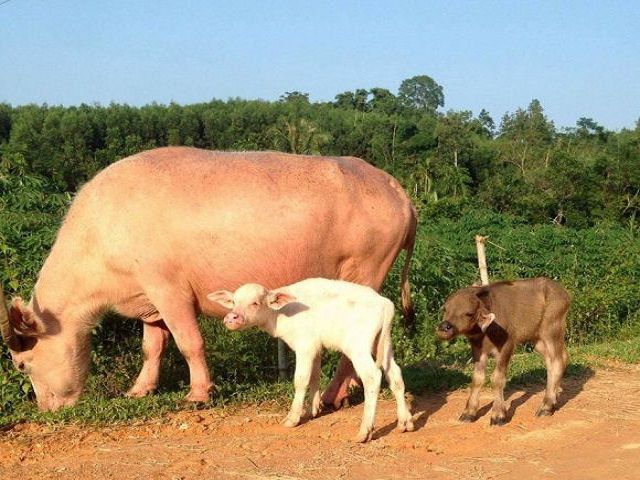 Ý nghĩa của những thiếu sót