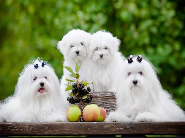 Giấc mơ của con chó trắng