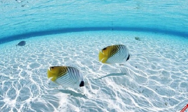 Không thay nước và canxi