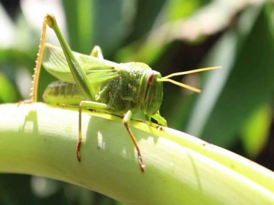 Giấc mơ thấy châu chấu