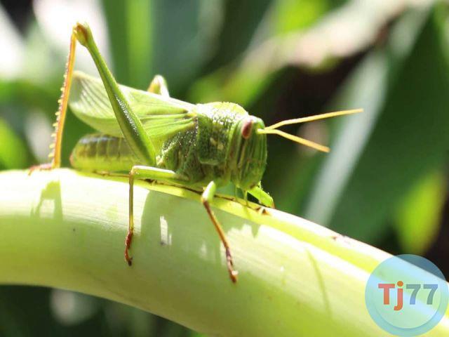 Giấc mơ thấy châu chấu