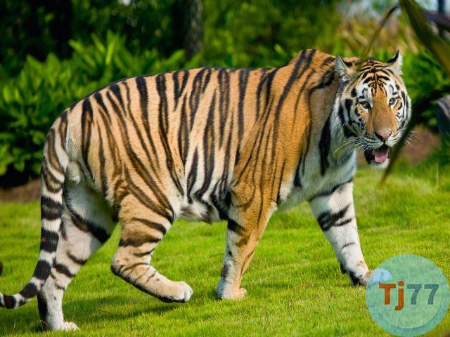 Ngủ Mơ thấy hổ