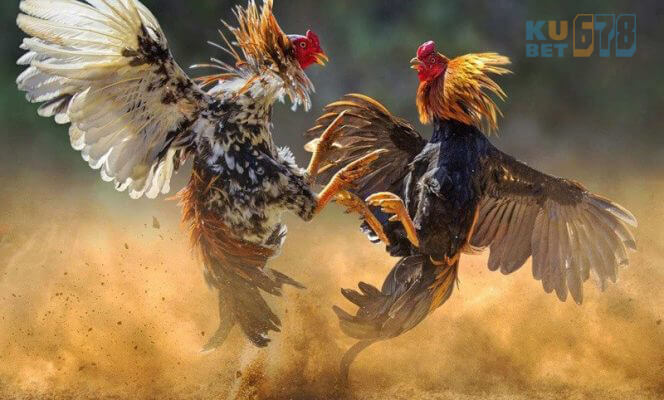 chọi gà trực tuyến