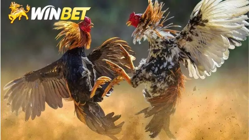 Các loại cược trong winbet chọi gà 