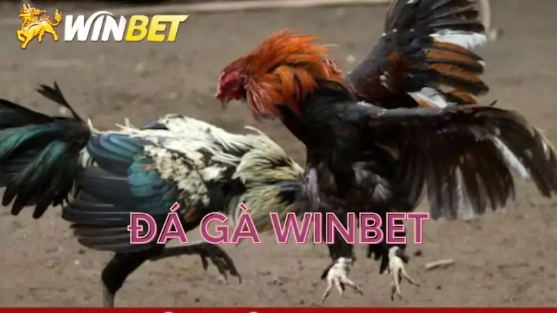 Những loại gà chọi trên winbet?
